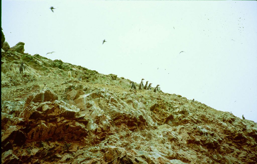 ballestas pinguine2005