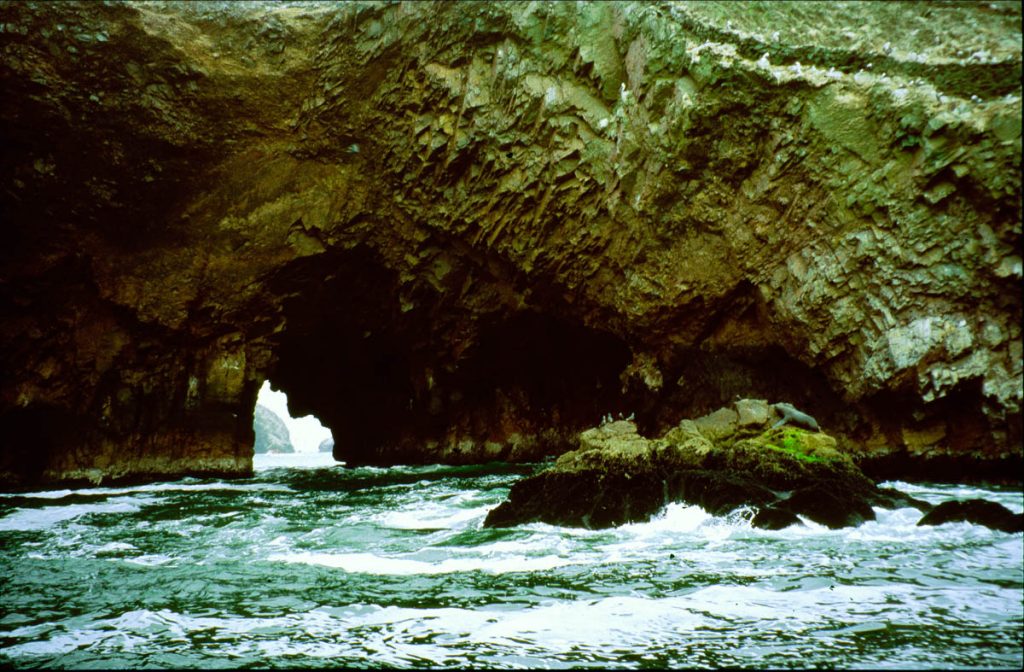 ballestas tunnelrobben2005