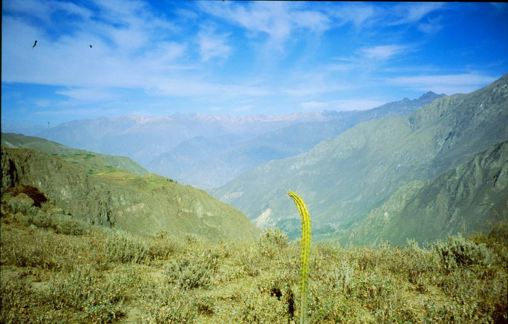 colca canon kaktus2005