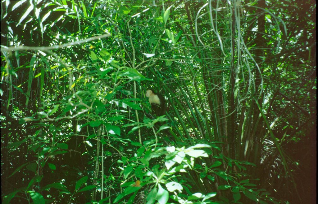costa rica affe2 2000