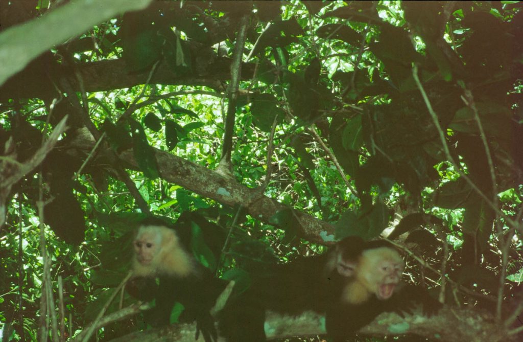 costa rica affen2000