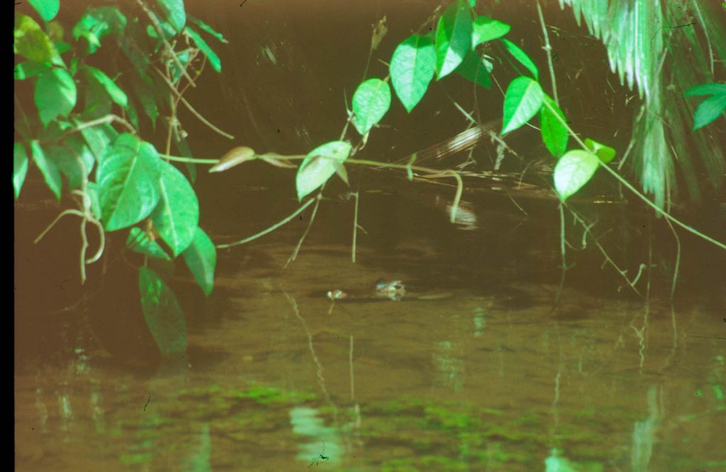 costa rica caiman 2000