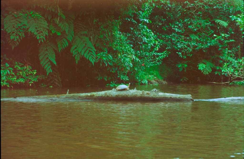 costa rica schildkröte 2000