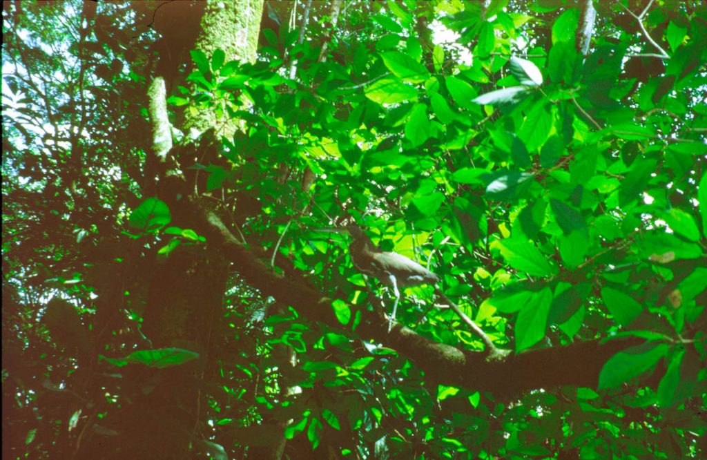 costa rica vogel 2000