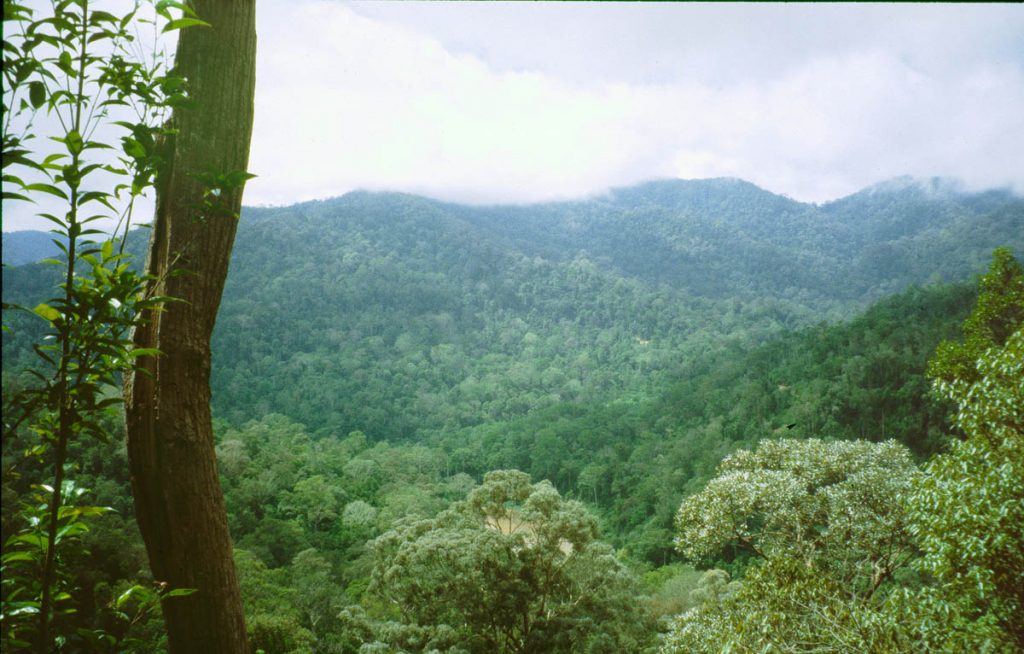 dschungelbild malaysia canopy1997