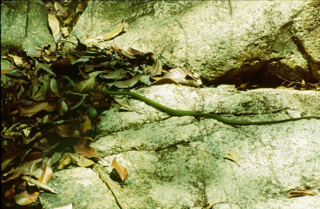 ko phangang schlange