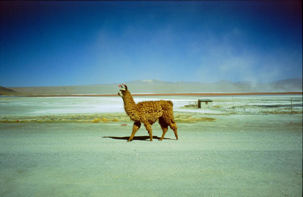 lama vor hotel salz2005