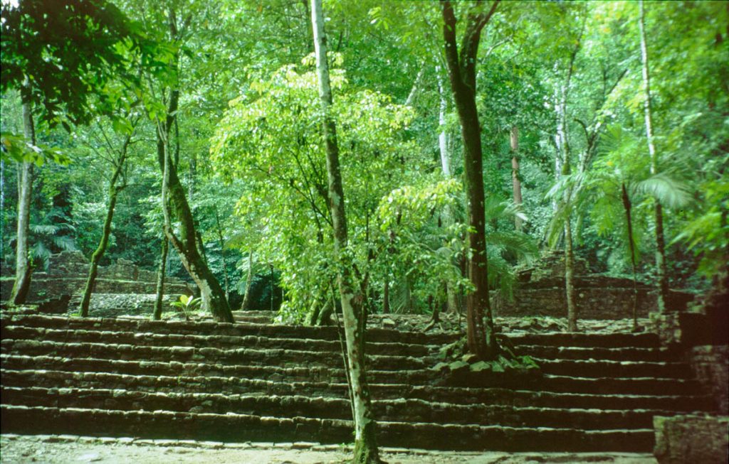 mexiko tempel stufen bäume2002