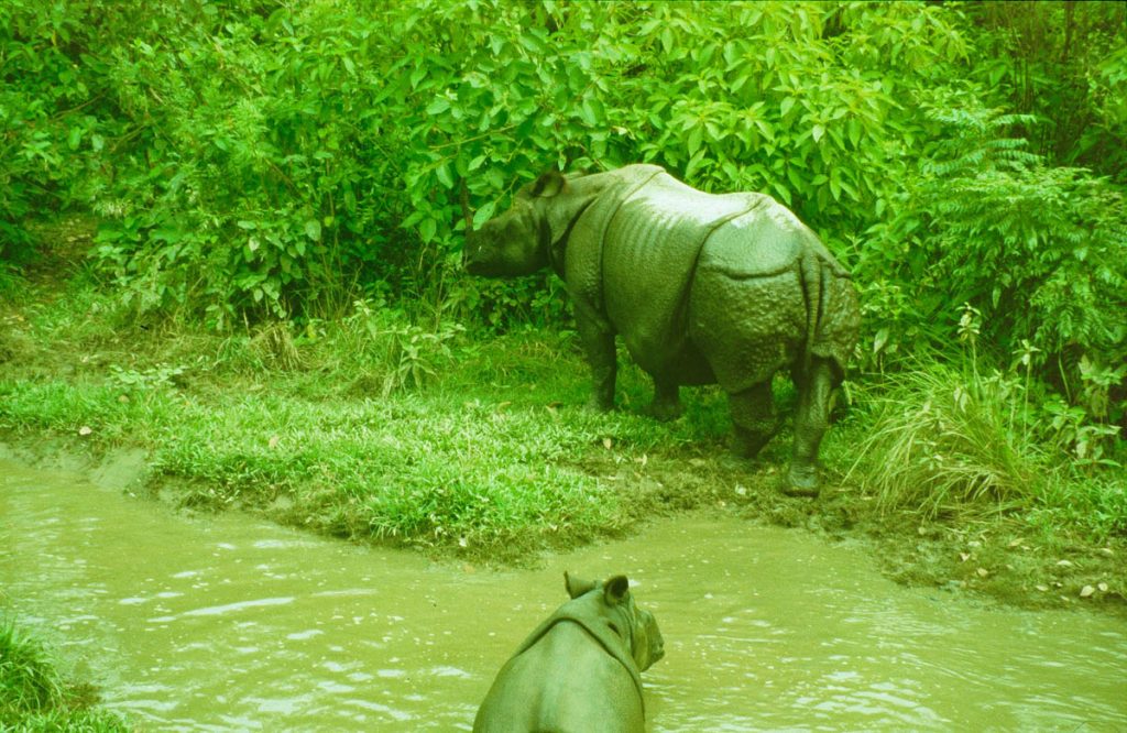 nepal nashörner1999