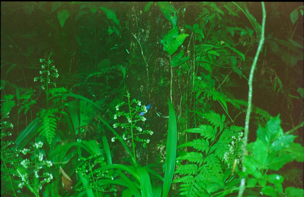 nicaragua schmetterling2000