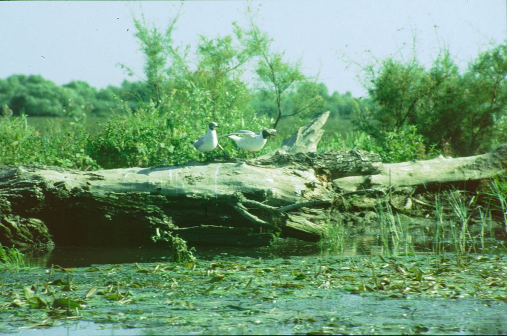 rumänien donaudelta2 1995