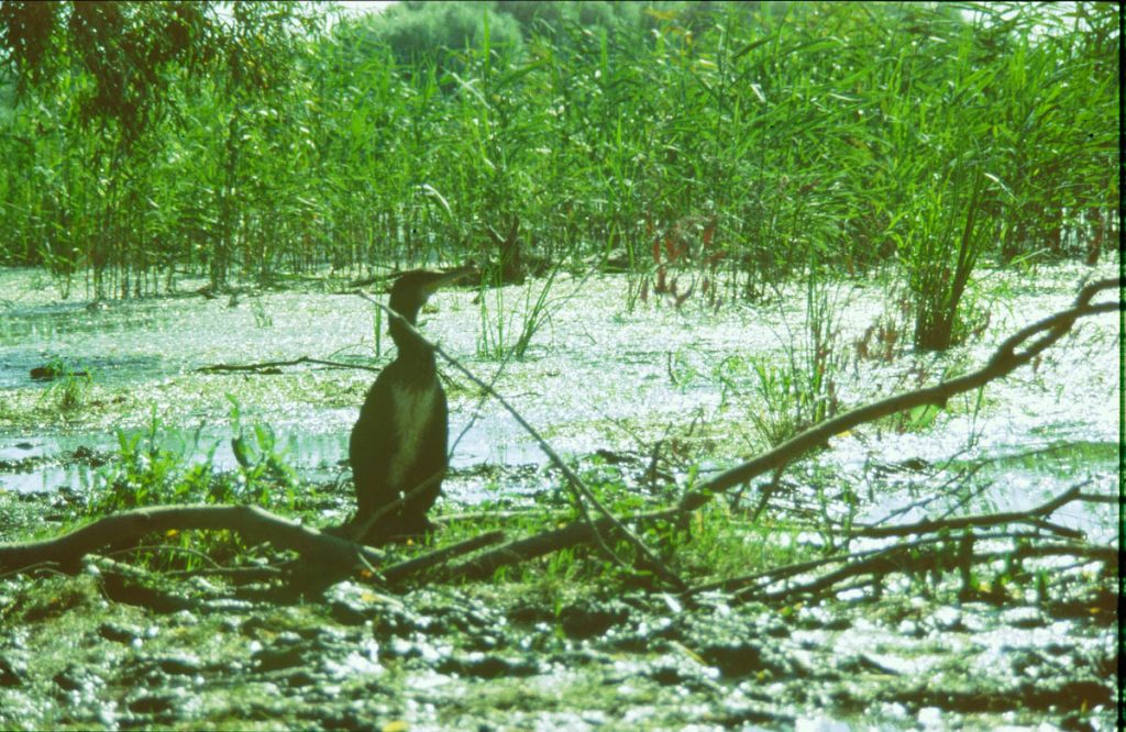 rumänien donaudelta8 1995