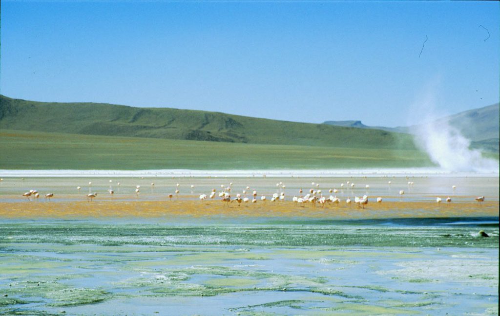 salar flamingosss2005