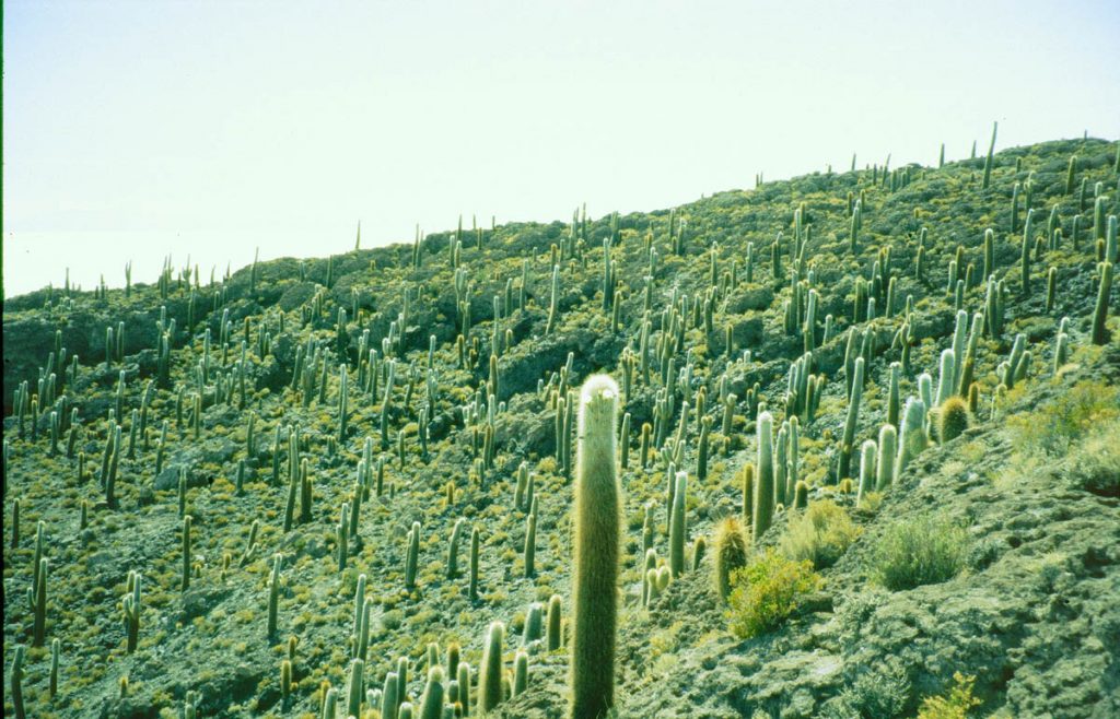 salar kaktus2 2005