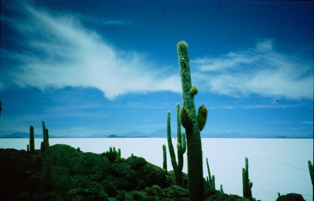 salar kaktus5 2005